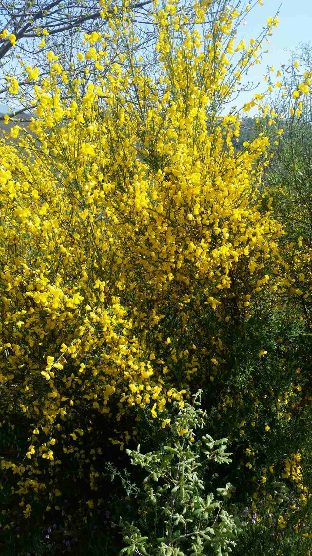 Cytisus scoparius (L.) Link (Fabaceae) Ginestra dei carbonai